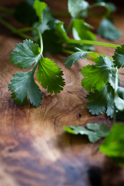 Close-up of Sprigs of Cilantro on a Cutting Board stock photo