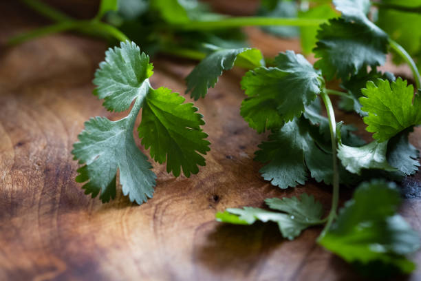 Close-up of Sprigs of Cilantro on a Cutting Board stock photo