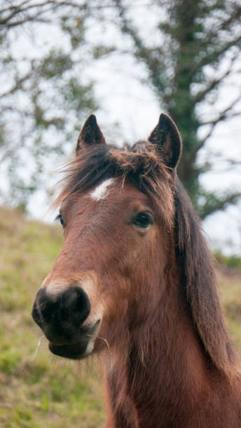 istock Horse in a field 1474220128