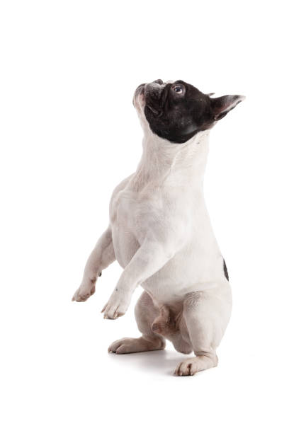 istock French bulldog look up 1474220159