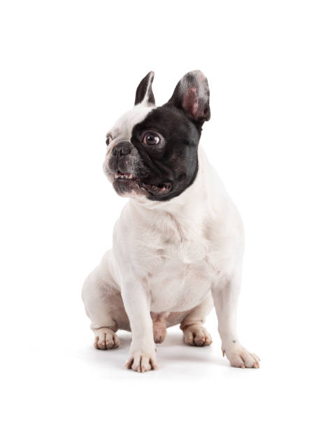 istock French Bulldog looking to the left 1474220186