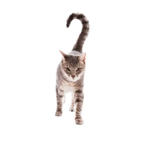 Tabby cat walking toward the camera isolated on white