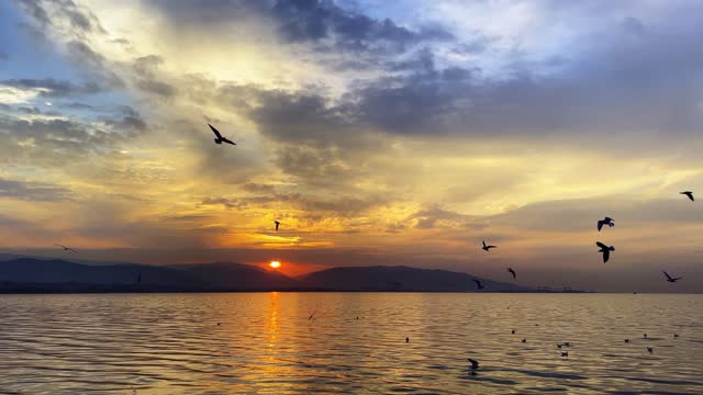 Dreamy Romantic Sunset and the Birds in Sea Video
