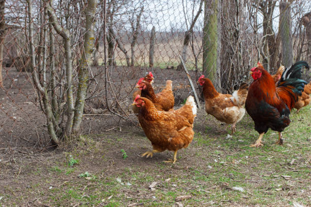 istock Chickens and a rooster, soft focus background 1474221501