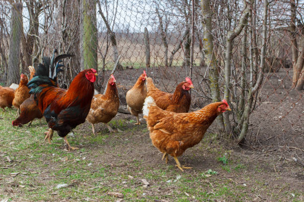 istock Chickens and a rooster, outdoors 1474222464