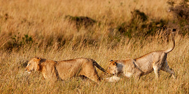 istock Lions in the Maasai Mara 147422383