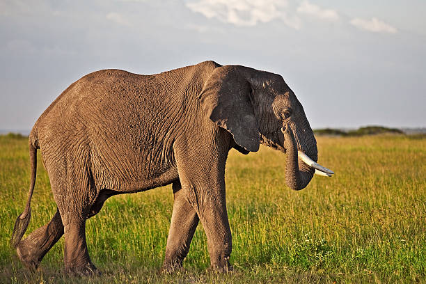 istock African elephant in the Serengeti 147422395