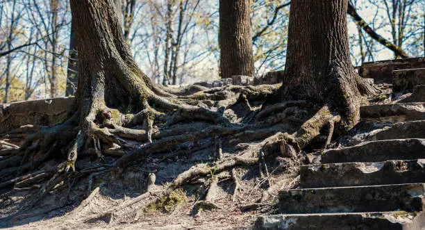 Photo of A tree with open roots grows on rocks. background picture. unusual tree roots