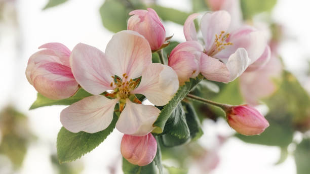 istock Light white and pink apple blossoms, on a bright, light spring background 1474224582