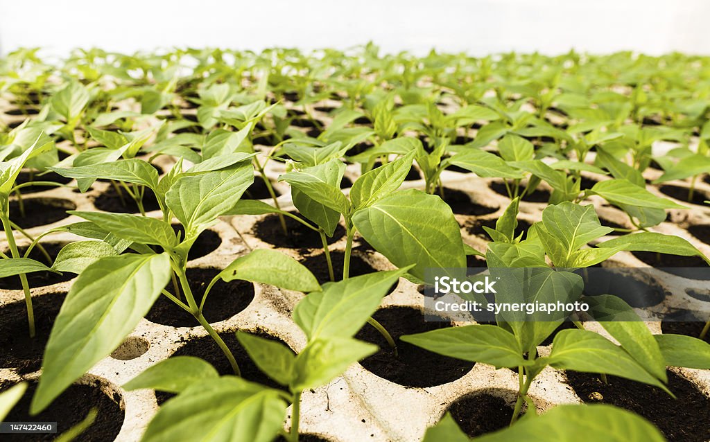 Junge Pflanzen im Gewächshaus - Lizenzfrei Agrarbetrieb Stock-Foto
