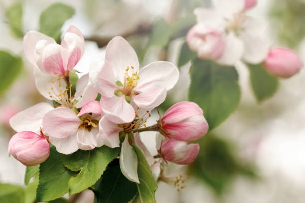 istock Bouquet of pink apple blossoms, in soft light 1474224619