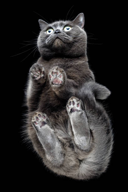 istock Big fluffy gray cat photographed from below on glass. 1474224649