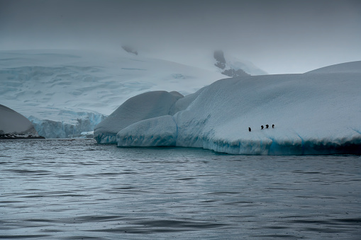 gentoo penguins colony (Pygoscelis papua)  with Antartic landscape Antarctica