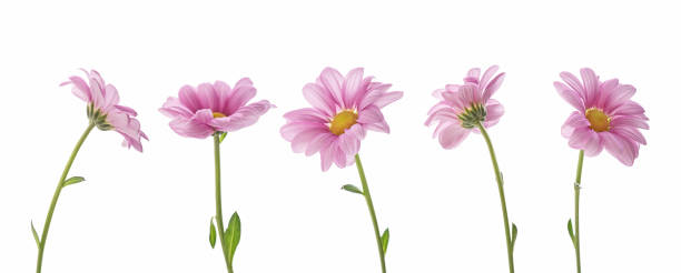 istock pink daisies on a white isolated background 1474226722