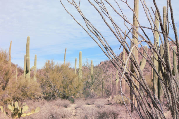 Ocotillo and Saguaro Cactus Background with a vintage look