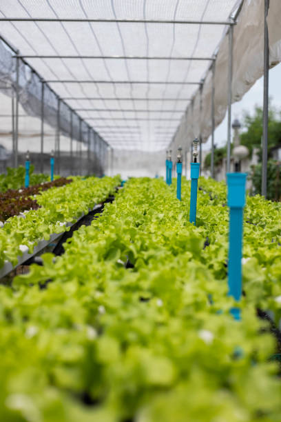 hydroponik gemüse auf dem bauernhof. natürlich gesundes essen - hydroponics vegetable lettuce greenhouse stock-fotos und bilder