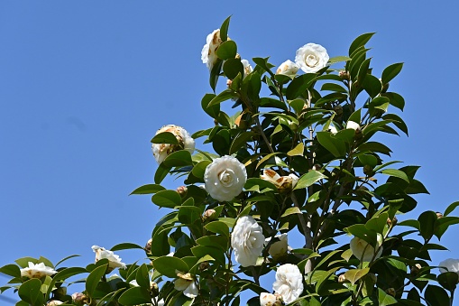 Fraxinus ornus in springtime