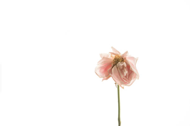 Close Up Dried  Rose Flower Isolate On White Background