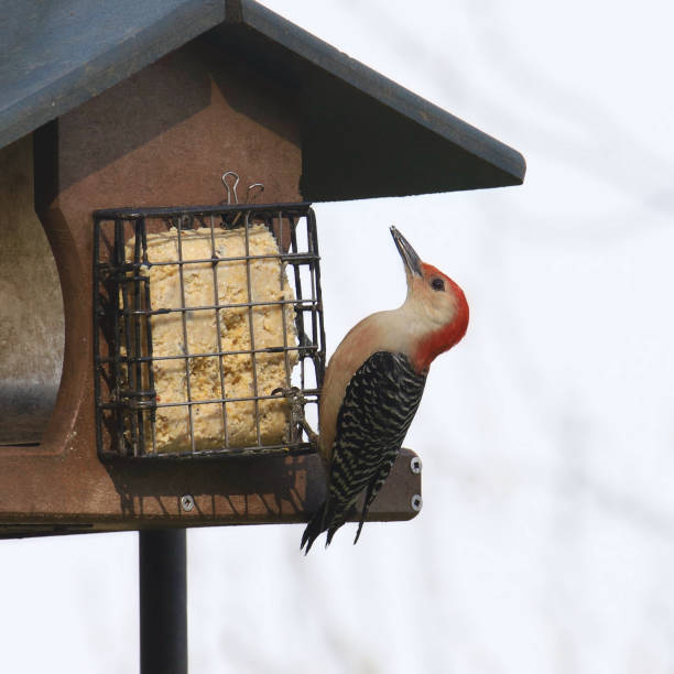 istock Red-bellied Woodpecker (male) (melanerpes carolinus) feeding on a suet cake 1474229981