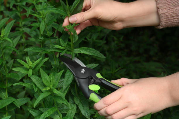 istock Woman cutting fresh green mint with pruner outdoors, closeup 1474230097