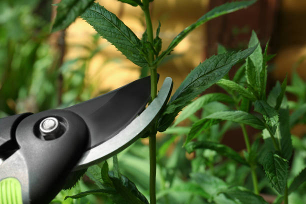 istock Cutting fresh green mint with pruner outdoors, closeup 1474230106