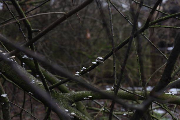 Winter woods atmosphere