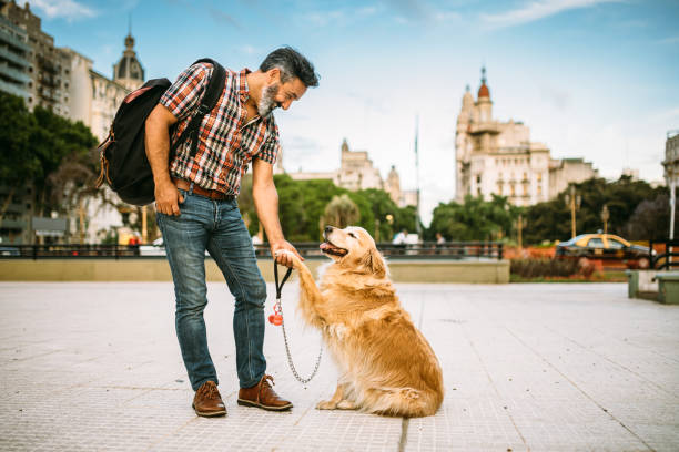 istock Golden retriever giving the paw 1474232413