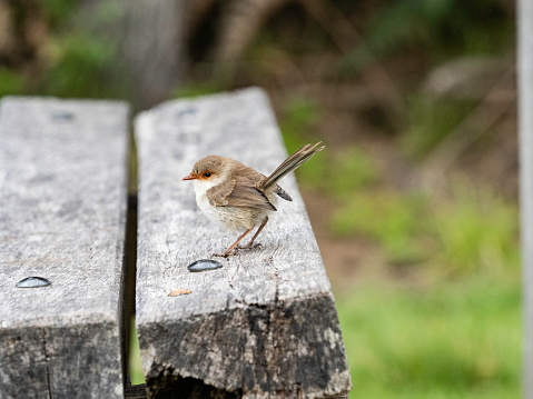 Close up of wren standing on a park bench