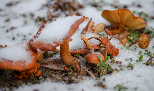 Small mushrooms grow among the grass and fallen leaves in the snow. Background of red mushrooms and snow. Close-up. Poisonous mushrooms, toadstools frozen in the snow in winter..