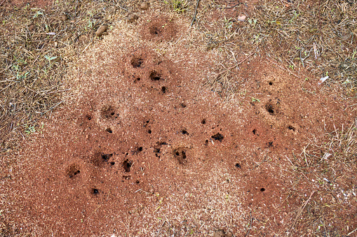 Outside of an ant's nest in the ground. A lot of holes that are the entrances to the underground nest of an ant colony. Red earth, dry and dead grass, several ants around the holes, some ants have wings.