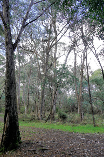 istock Harrietville, Victoria, Australia 1474233830