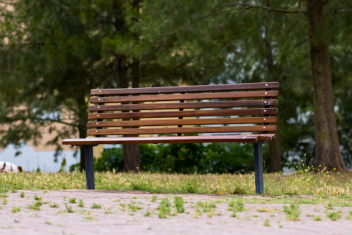 Slatted wooden park bench with out of focus trees in the background and a weedy concrete path in the foreground.