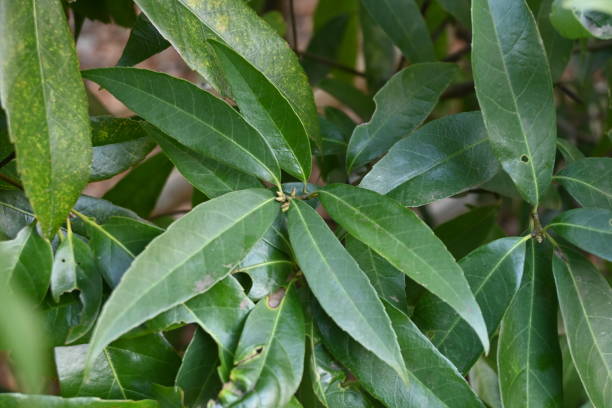 istock Quercus myrsinifolia ( White oak / Bamboo leaved oak ) hedge and leaves. 1474235437