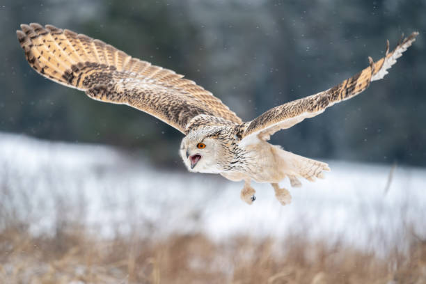 istock Shouting Siberian Eagle Owl while flying in the winter nature. Bubo bubo sibircus 1474235467
