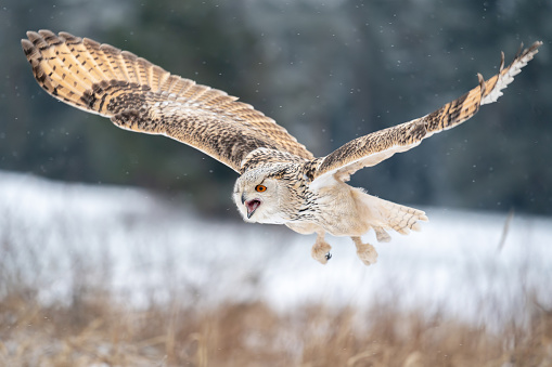 Shouting Siberian Eagle Owl while flying in the winter nature. Bubo bubo sibircus. European nature.
