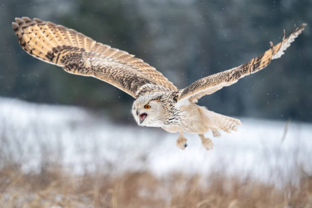 Shouting Siberian Eagle Owl while flying in the winter nature. Bubo bubo sibircus stock photo