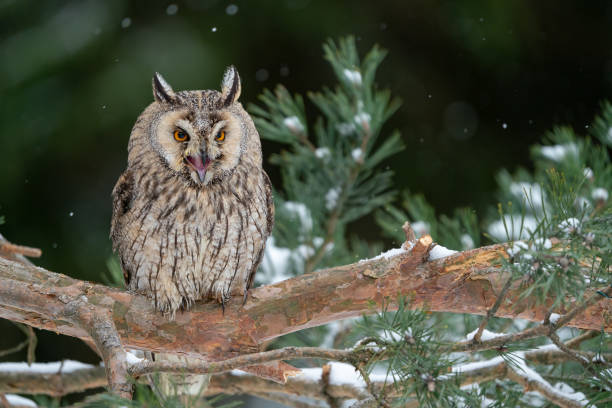 istock Shouting long-eared owl sitting on a tree branch. Winter forest with coniferous trees and noctural bird. Asio Otus. 1474235481
