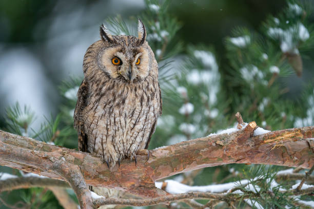 Owl sitting on a branch of a coniferous tree. Long-eared owl in their natural habitat. Winter photo with european wildlife forest and snow. Asio Otus stock photo