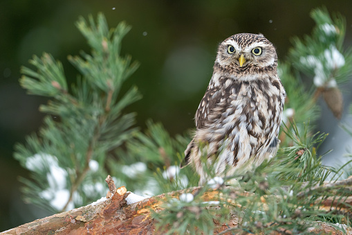 Llittle owl standing on the branches of a coniferous tree. Winter wildlife photo with a small owl. Athene noctua. European winter nature.