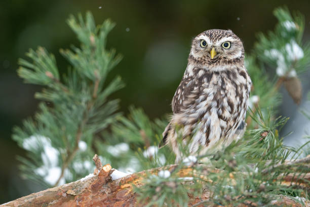 Llittle owl standing on the branches of a coniferous tree. Winter wildlife photo with a small owl. Athene noctua stock photo