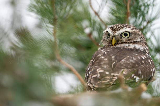 Llittle owl looking back on the branches of a coniferous tree. stock photo