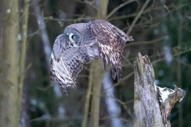 Great grey owl flying away from a tree trunk in the winter forest. Big owl in the flight. Strix nebulosa stock photo