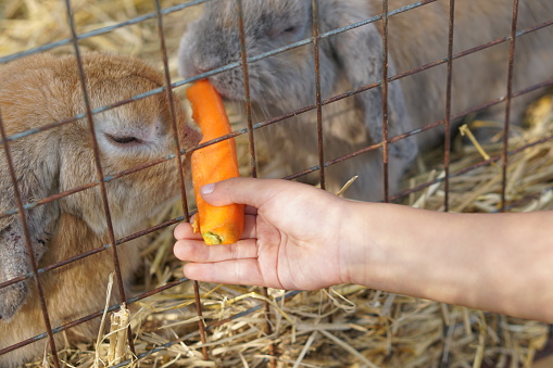 child's hand feeds a rabbit a carrot.