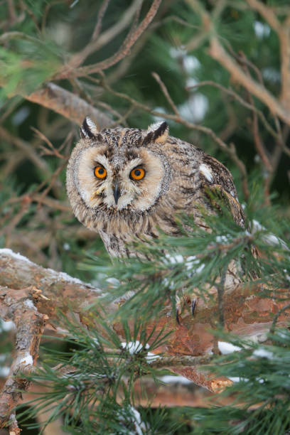 istock Curious long-eared owl hidden between coniferous tree branches. Highly focus raptor in wild nature forest. 1474235584