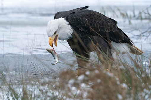 Bald eagle catching fish on frozen lake. Winter nature. American symbol. Raptor in his natural habitat. Cold winter scene. Haliaeetus leucocephalus
