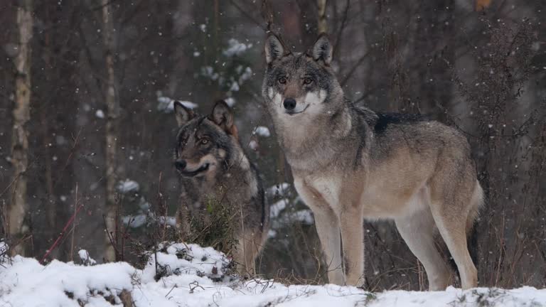 Wolf in slow motion in winter