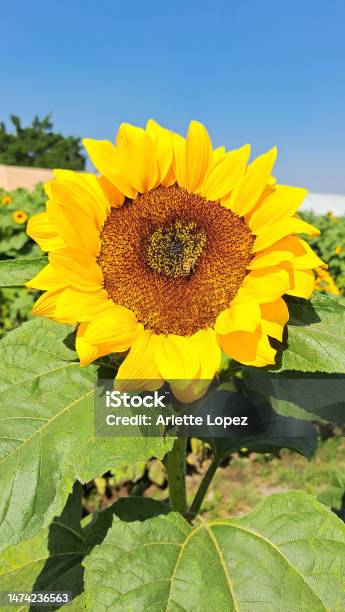 Bees Are Sunflower Hosts They Help Pollination So It Helps The Bees Have A Home Where They Can Roost Planting Sunflowers Is Helping One Of The Most Important Insects To Continue To Exist Stock Photo - Download Image Now