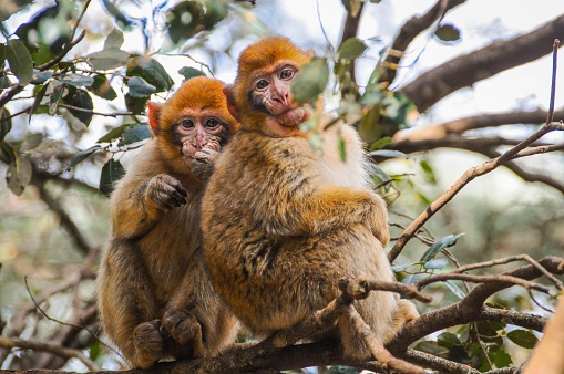 beautiful monkeys stay together on tree with a great looking