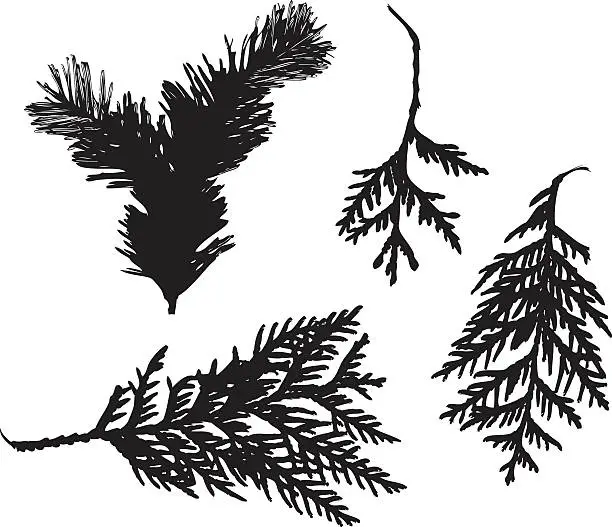 Vector illustration of needles on branches