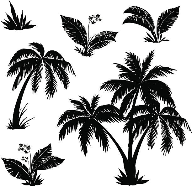 ヤシの木々、花、草、シルエット - palm tree tree isolated landscaped点のイラスト素材／クリップアート素材／マンガ素材／アイコン素材